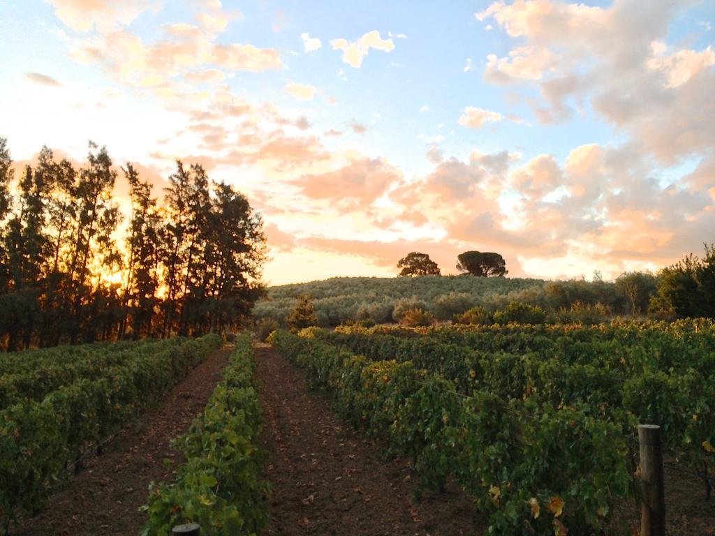 Calais Wine Estate Guest House Парл Екстериор снимка